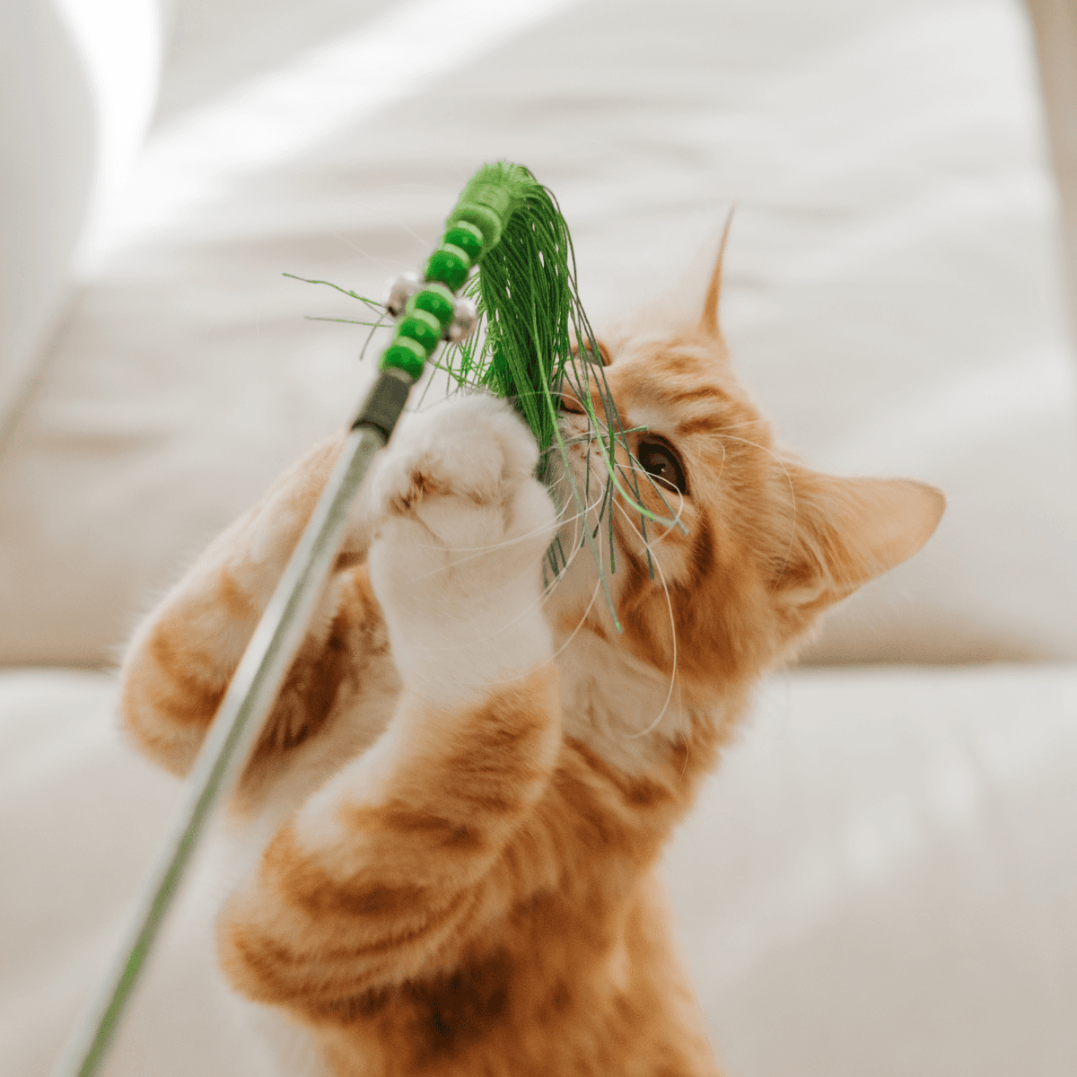 A cat playing on a bed