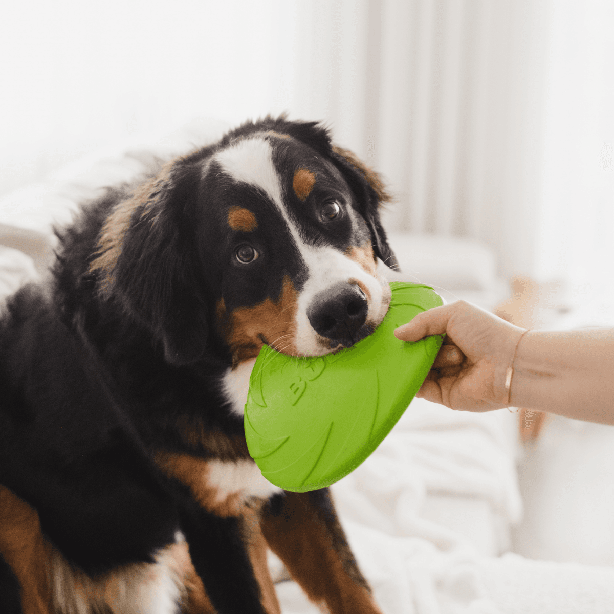 A dog playing with a toy