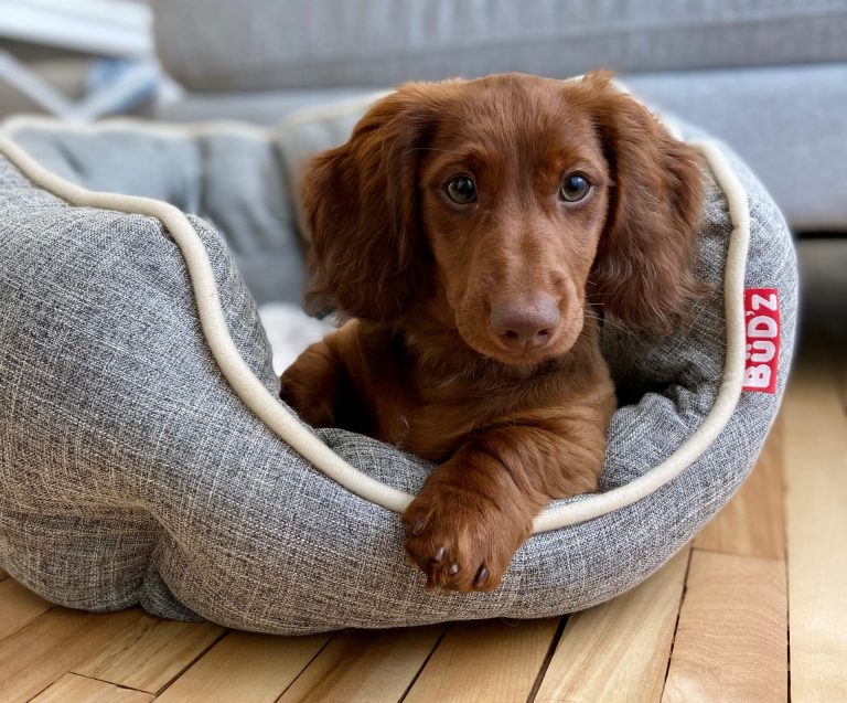 Bud'z Jouet en peluche pour chien - Papillon de nuit - Orange